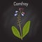 Comfrey Symphytum officinale , or boneset, knitbone, consound, slippery-root, medicinal plant