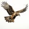 Comic Book Style Hawk In Flight Image By Travis Charest
