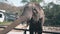 Comic large gray elephant eats food using long proboscis