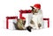 Comic xmas pet, funny tired squirrel and cat with santa hat