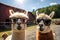 Comical Alpacas in a village farmyard, wearing sunglasses