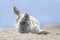 Comical common seal pup on beach