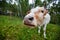 Comical and curious cow stretches her head to the camera lens