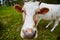 Comical and curious cow stretches her head to the camera lens