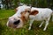 Comical and curious cow stretches her head to the camera lens