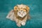 Comical funny cat wearing furry lion mane hat cap on teal background