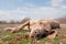 Comical image of a Weimaraner dog being lazy