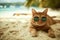 A comical moment of a funny looking cat wearing sunglasses lying on the beach