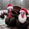 comical turkeys wearing santa hats