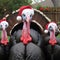 comical turkeys wearing santa hats