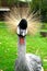 Comical view of a large bird - The grey crowned crane