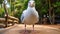 Comically Exaggerated Seagull: A Genderless Tropical Symbol With Strong Facial Expression