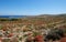 Comino island in Malta landscape with wild grass, bush and blue sky background, in the Malta island, Comino island,maltese island