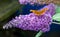 Comma butterfly feeding on purple Buddleia flower.