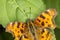 Comma butterfly from Germany