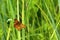 Comma butterfly in the grass