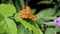 Comma butterfly upon green leaf, Holland