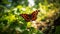 Comma butterfly in the morning in the garden