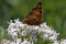 Comma butterfly (Nymphalis c-album, Polygonia c-al