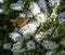 A comma butterfly perched on a white hebe flower