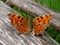 Comma Butterfly Polygonia c-album