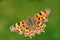 Comma butterfly (Polygonia C-album)