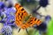 Comma Butterfly  - Polygonia c-album