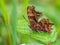 Comma Butterfly - Polygonia c-album f. hutchinsoni resting on a leaf