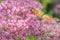 Comma butterfly - Polygonia c-album - on a orpine blossom - Sedum telephium