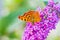 Comma butterfly Polygonia c-album on purple buddlja flowers