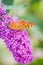 Comma butterfly Polygonia c-album on purple buddlja flowers