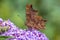 Comma butterfly Polygonia c-album on purple buddlja flowers