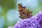 Comma butterfly Polygonia c-album on purple buddlja flowers