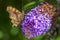 Comma butterfly Polygonia c-album on purple buddlja flowers