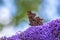 Comma butterfly Polygonia c-album on purple buddlja flowers