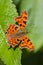 Comma butterfly resting on green leaf