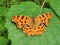 Comma butterfly sitting on a leaf