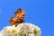 The Comma (Polygonia c-album)