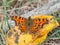 Comma (Polygonia c-album)