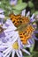 Comma (Polygonia C-Album) Butterfly