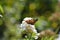 Comma     Polygonia c-album  , butterfly on white summer lilac with bokeh