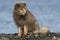 Commander arctic fox sitting on the beach