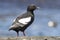 Commander pigeon guillemot that stands on a rock on a sunny