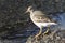Commander\'s Rock sandpiper which stands on a rock at low tide on