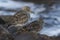 Commander\'s Rock sandpiper which stands on a rock at low tide wi