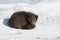 Commanders blue arctic fox lying in the snow curled up winter da