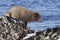 Commanders blue arctic fox that stands on a reef slab at low tide on the seashore on a winter day