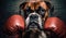 A commanding portrait of a stern Boxer dog, wearing boxing