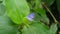 Commelina benghalensis (Gewor)
Plant