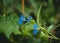 Commelina benghalensis in mild light